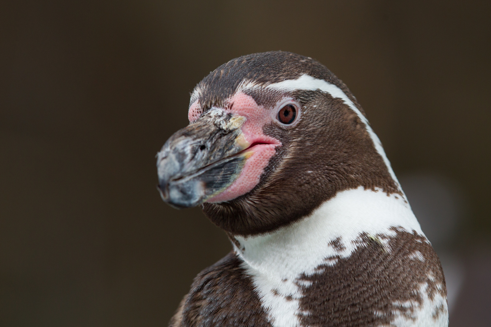 Portrait Pinguin