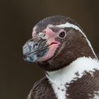 Portrait Pinguin