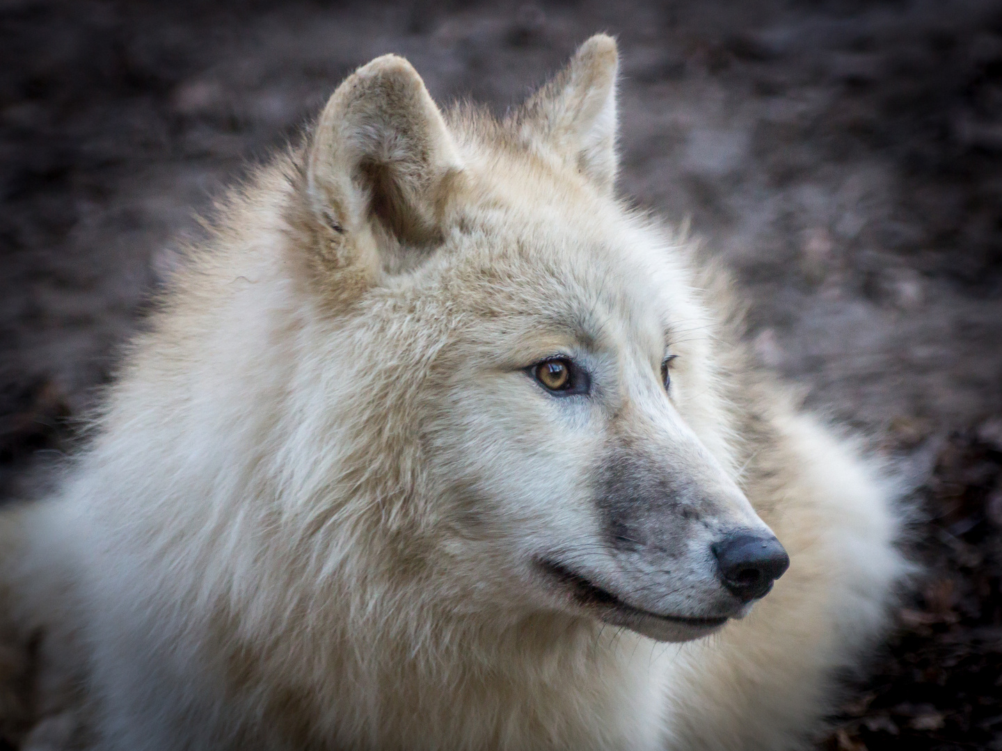 Portrait Polarwolf