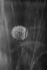 Portrait? Pusteblume!!! #2