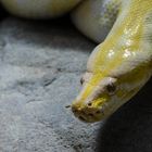 Portrait-Python