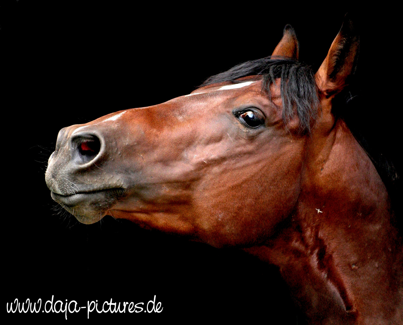 Portrait Quarter Horse