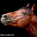 Portrait Quarter Horse