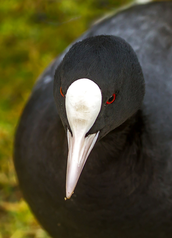 Portrait          "RALLE" -                    genauer Blässralle