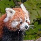 Portrait Red Panda