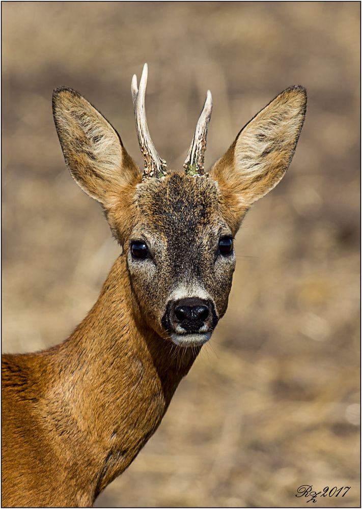 Portrait - Rehbock