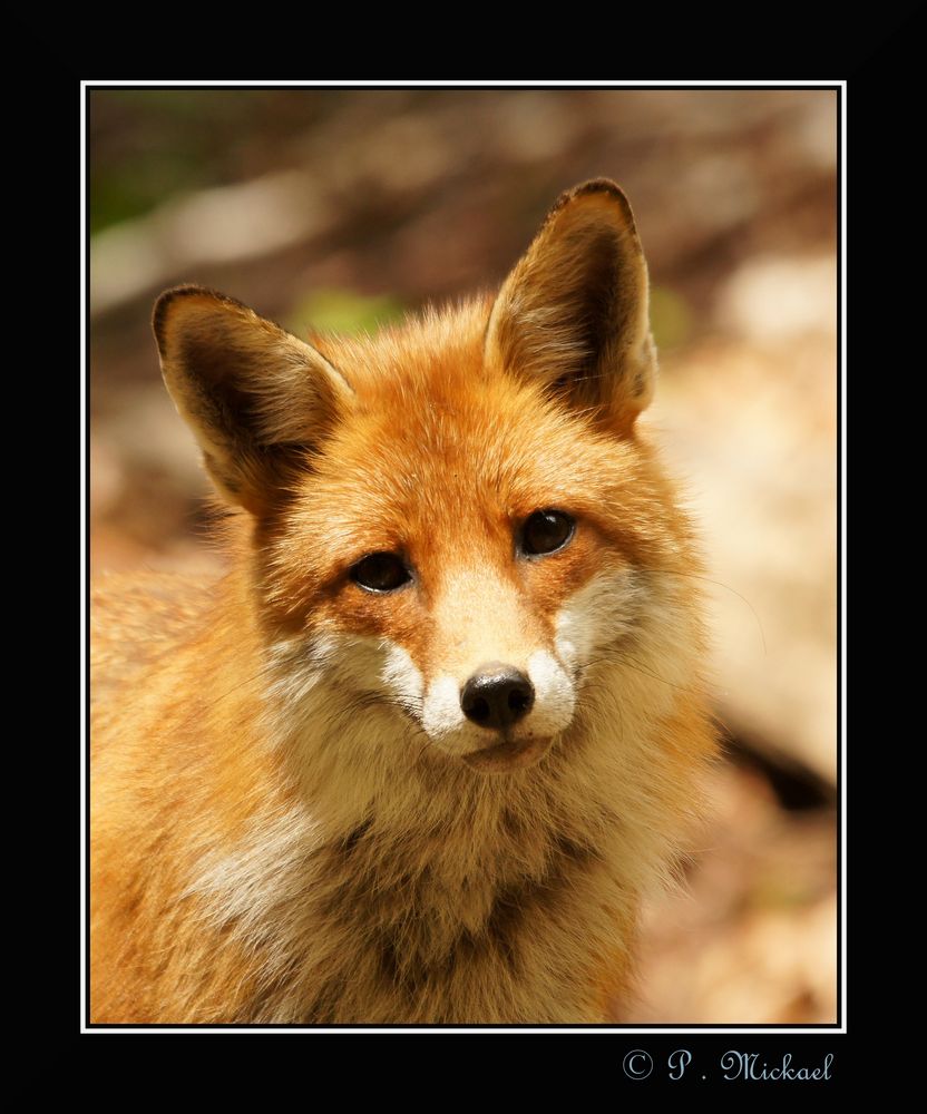 Portrait Renard