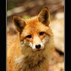 Portrait Renard