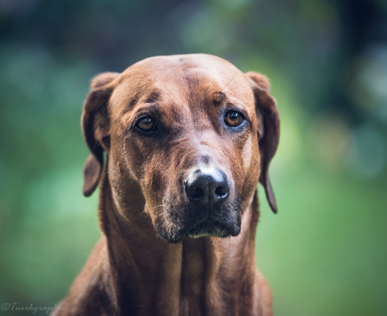 Portrait Rhodesian Ridgeback 