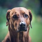 Portrait Rhodesian Ridgeback 