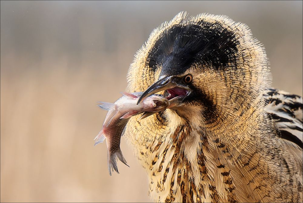 Portrait Rohrdommel