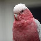 Portrait Rosa Kakadu