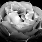 Portrait - Rose,Schwarz-Weiß!
