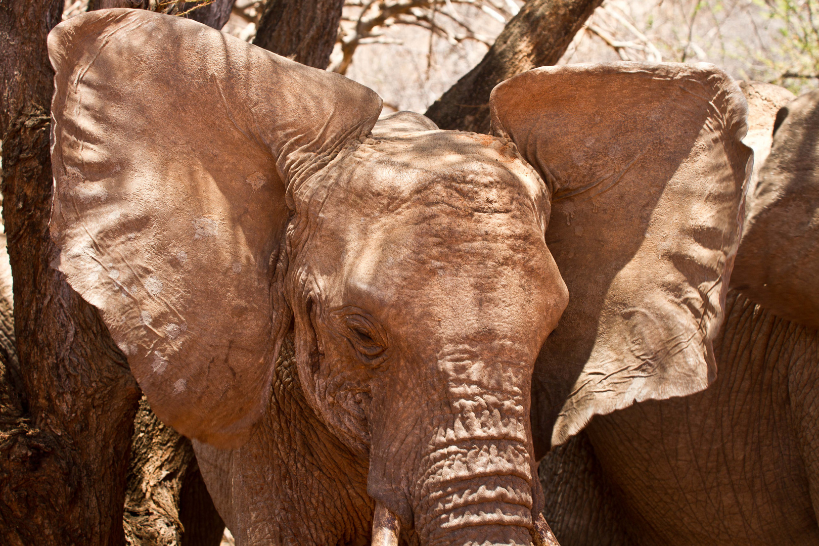 Portrait Roter Elefant