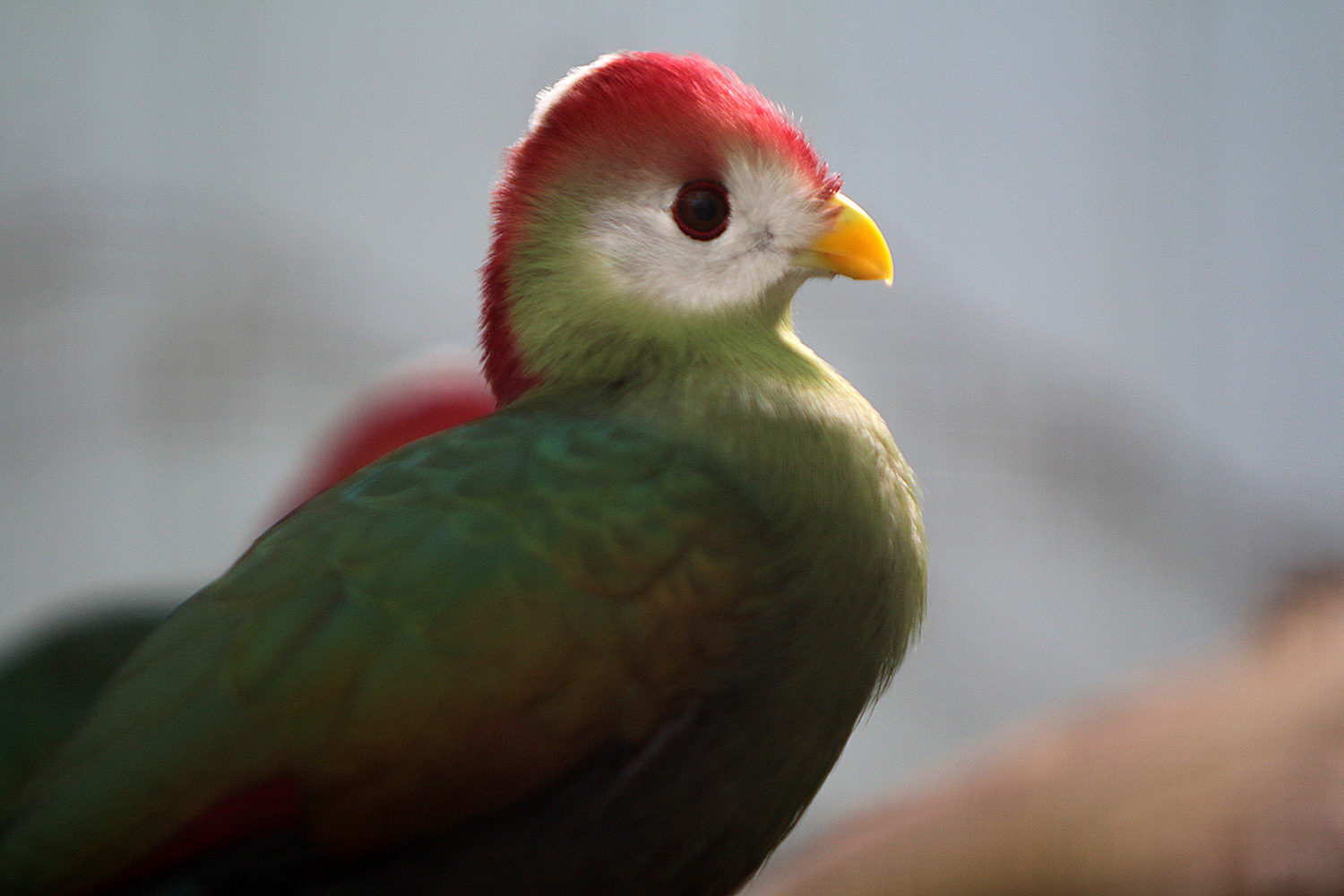 Portrait Rothauben Turako