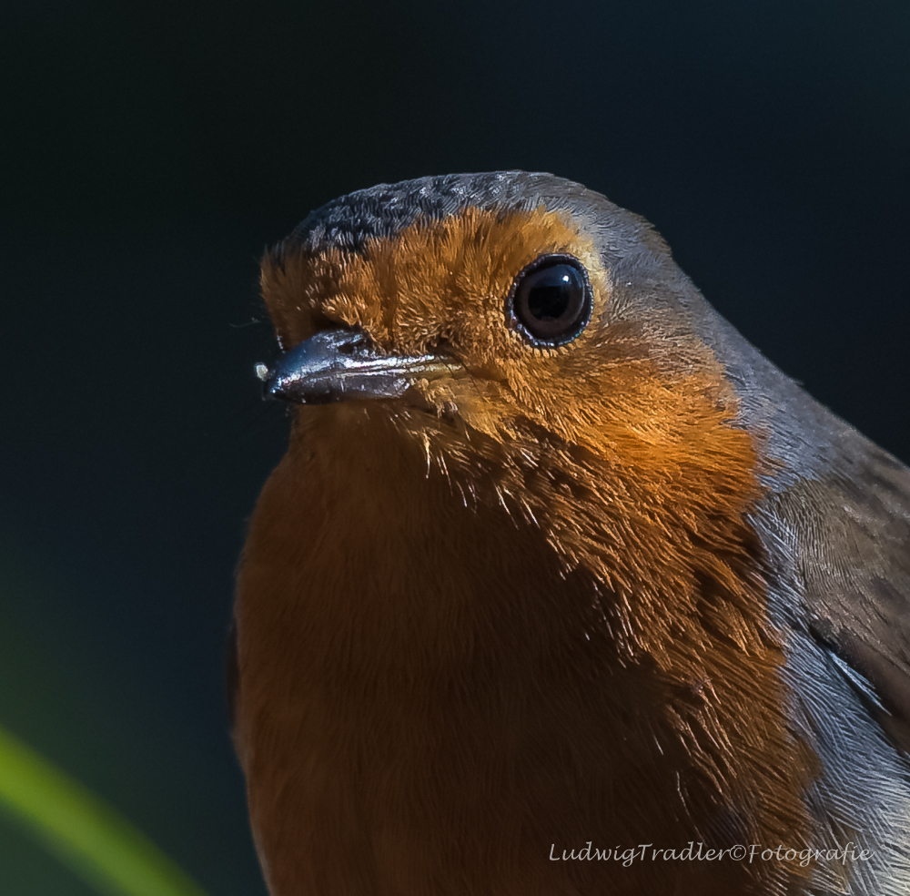 Portrait Rotkehlchen