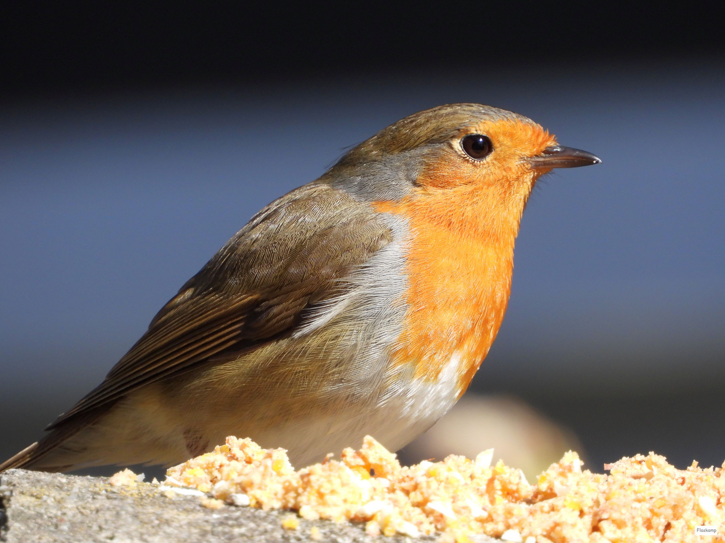 Portrait: Rotkehlchen ........