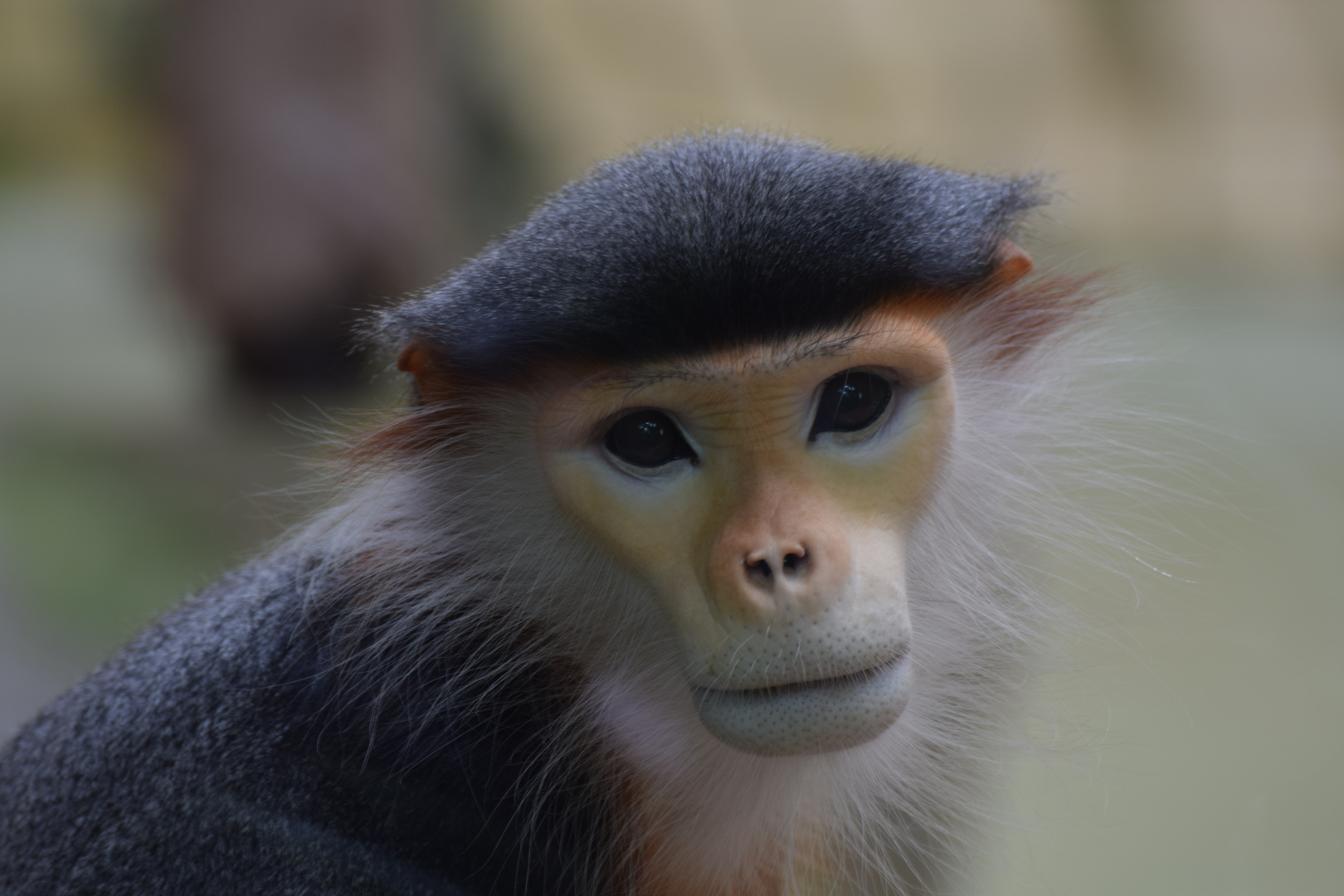 Portrait "Rotschenkliger Kleideraffe"