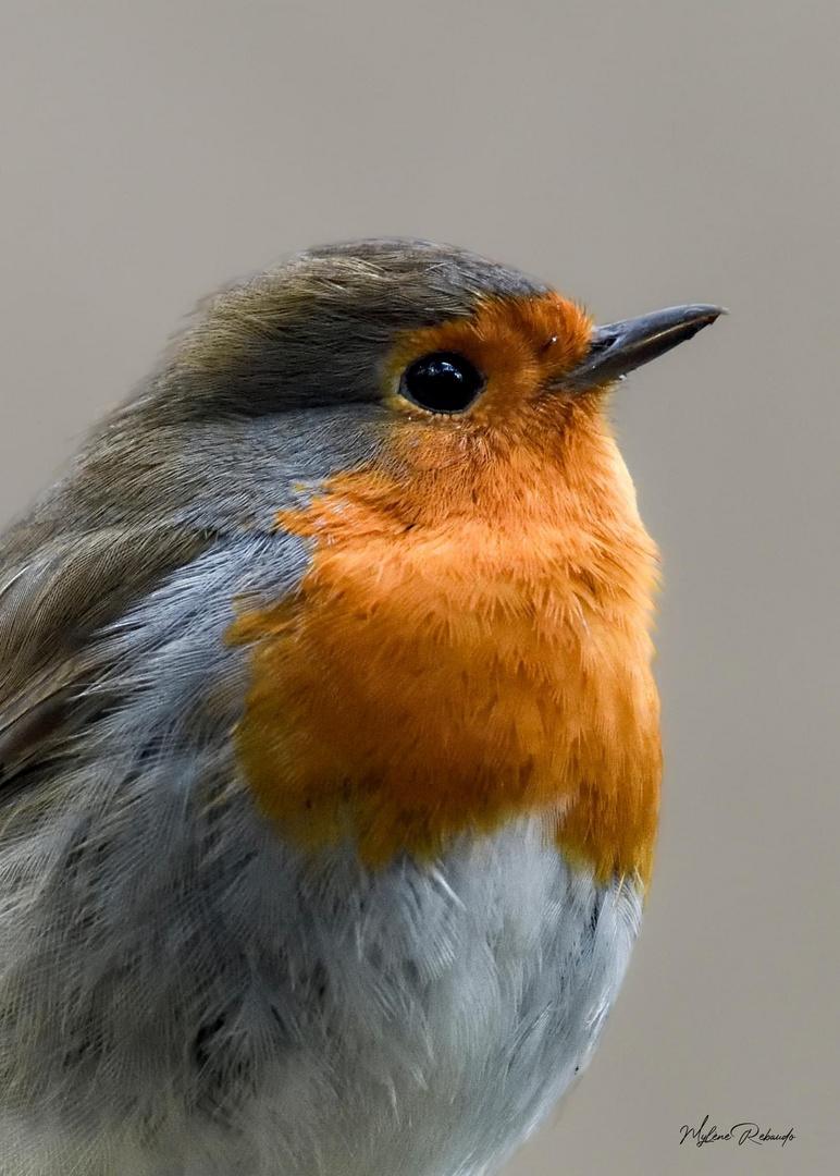 Portrait Rouge gorge 