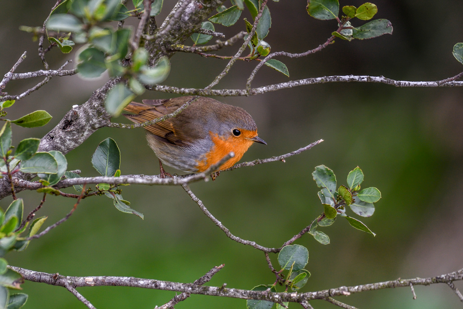 portrait rouge gorge