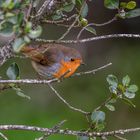 portrait rouge gorge