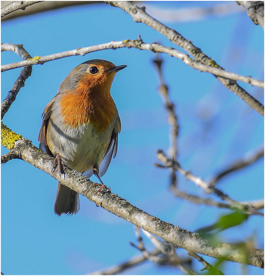 portrait rouge gorge