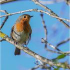 portrait rouge gorge