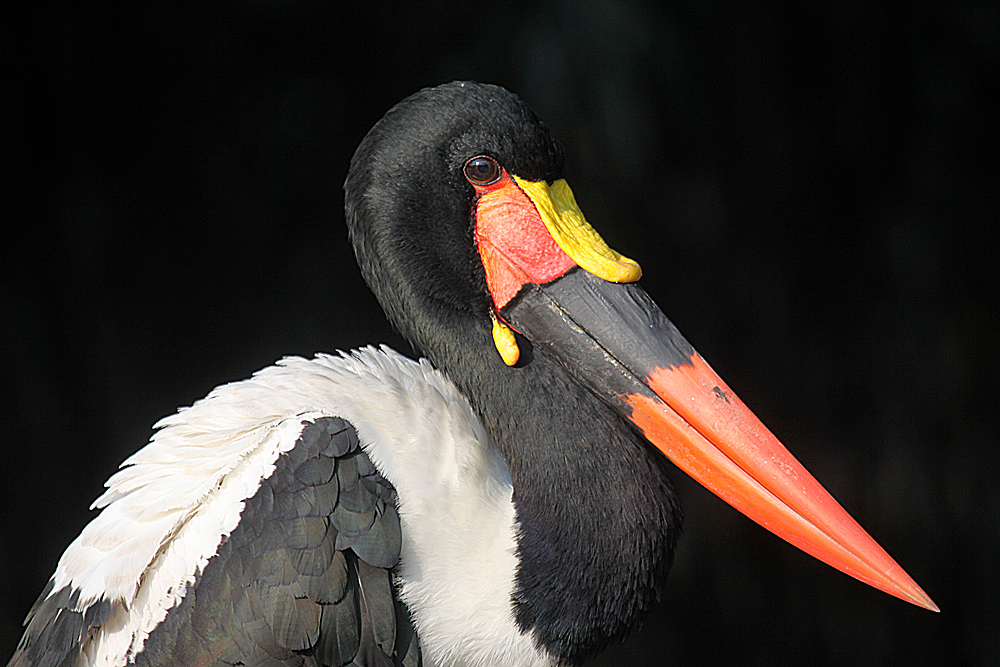 Portrait Sattelstorch