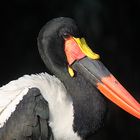 Portrait Sattelstorch