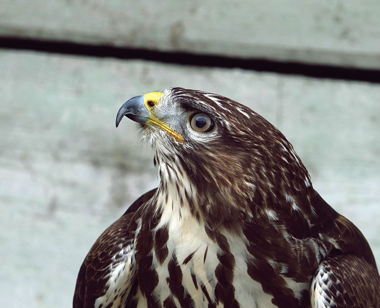 Portrait Schamanen-Falke ,Soos Tschechien