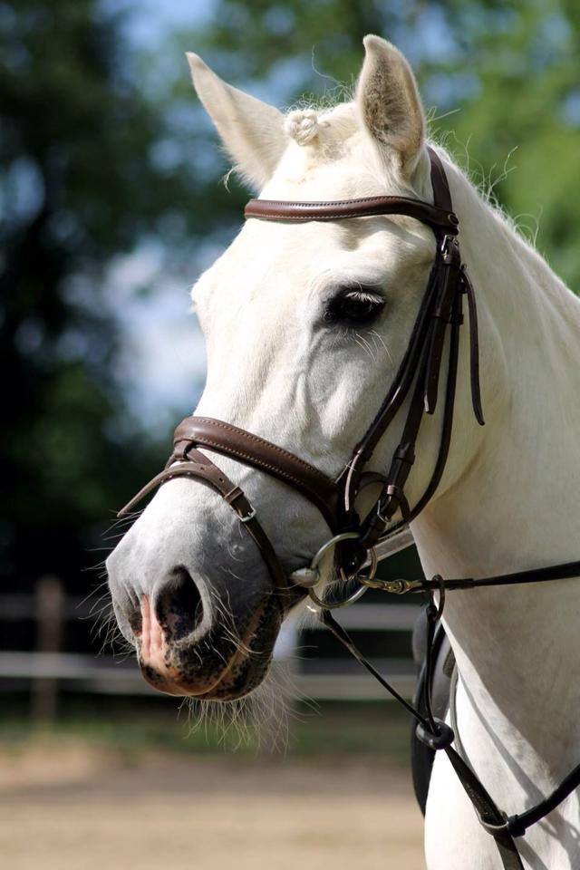 Portrait Schimmelpony