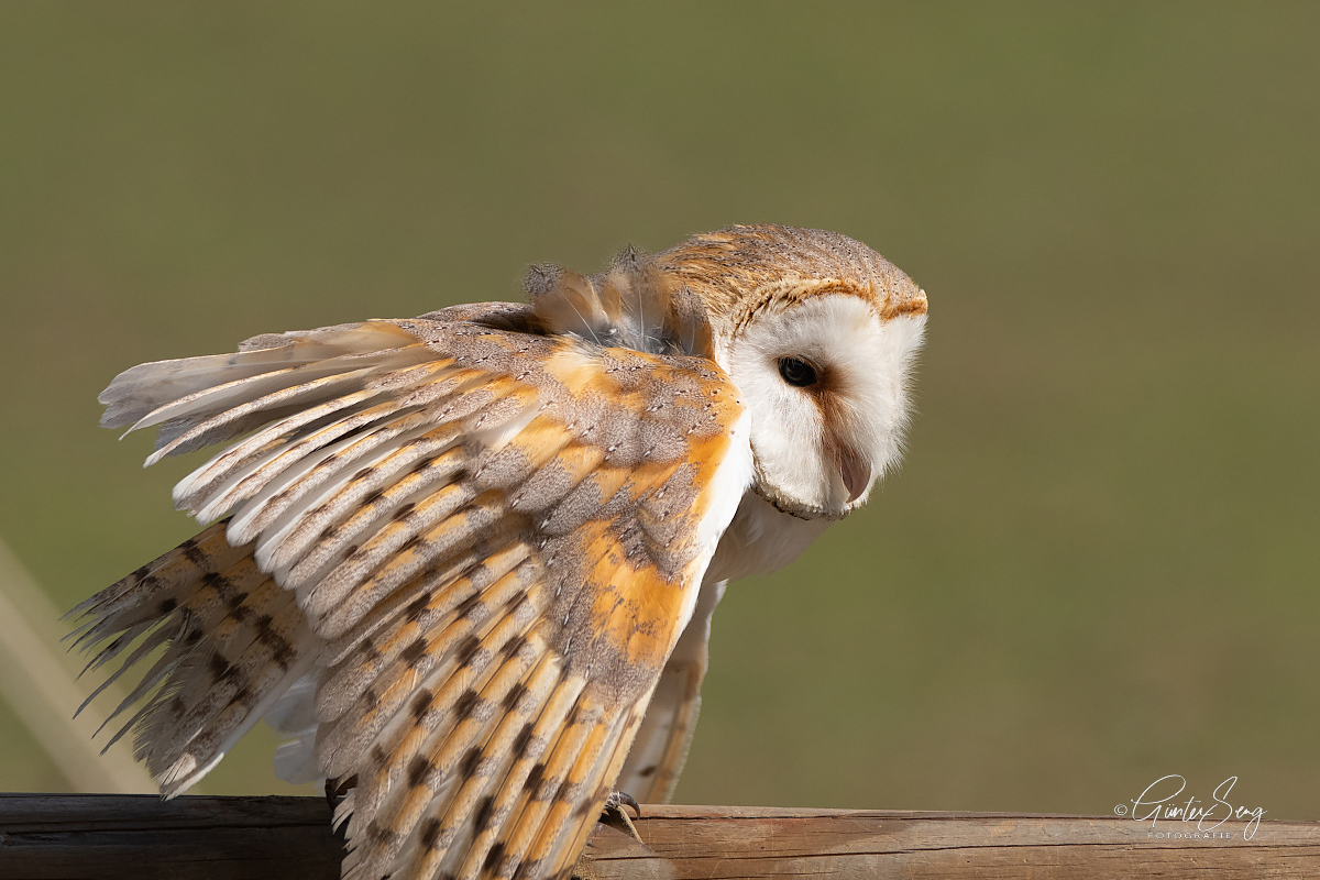 Portrait Schleiereule