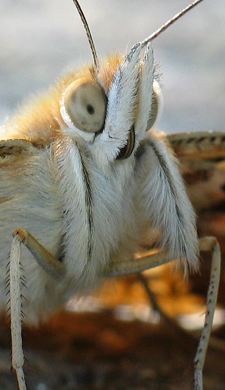 Portrait - Schmetterling