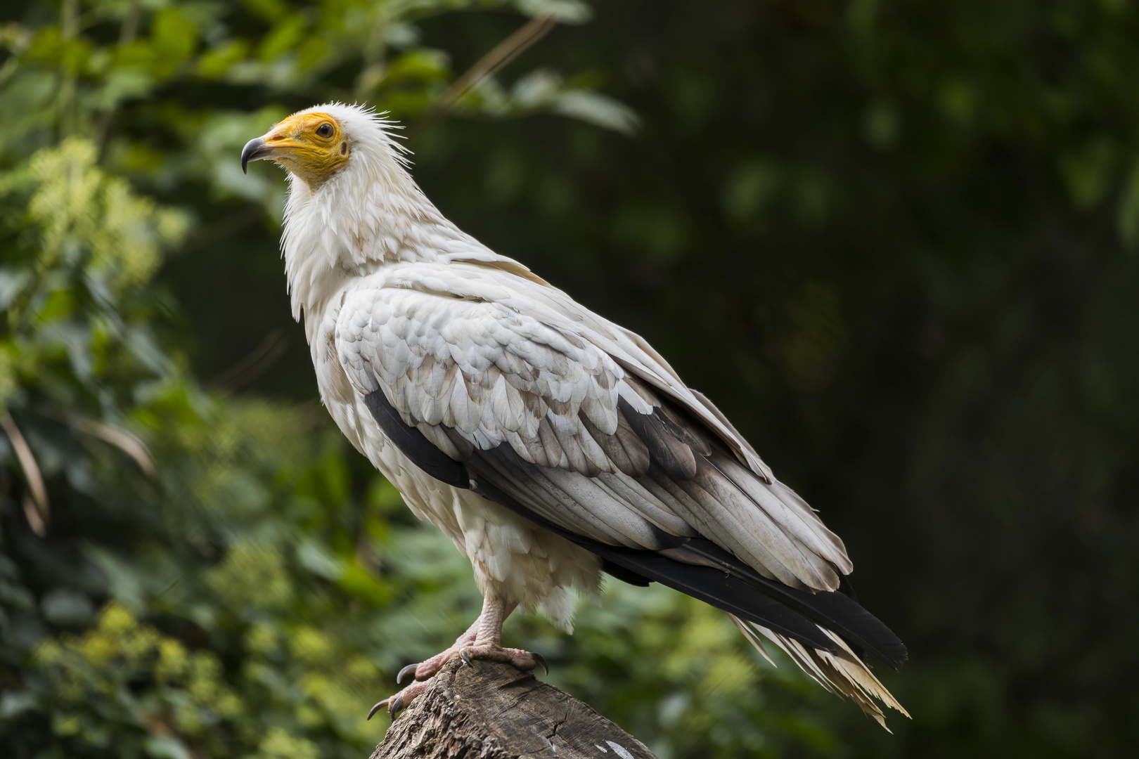 Portrait Schmutzgeier