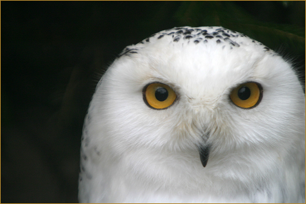 Portrait Schnee Eule