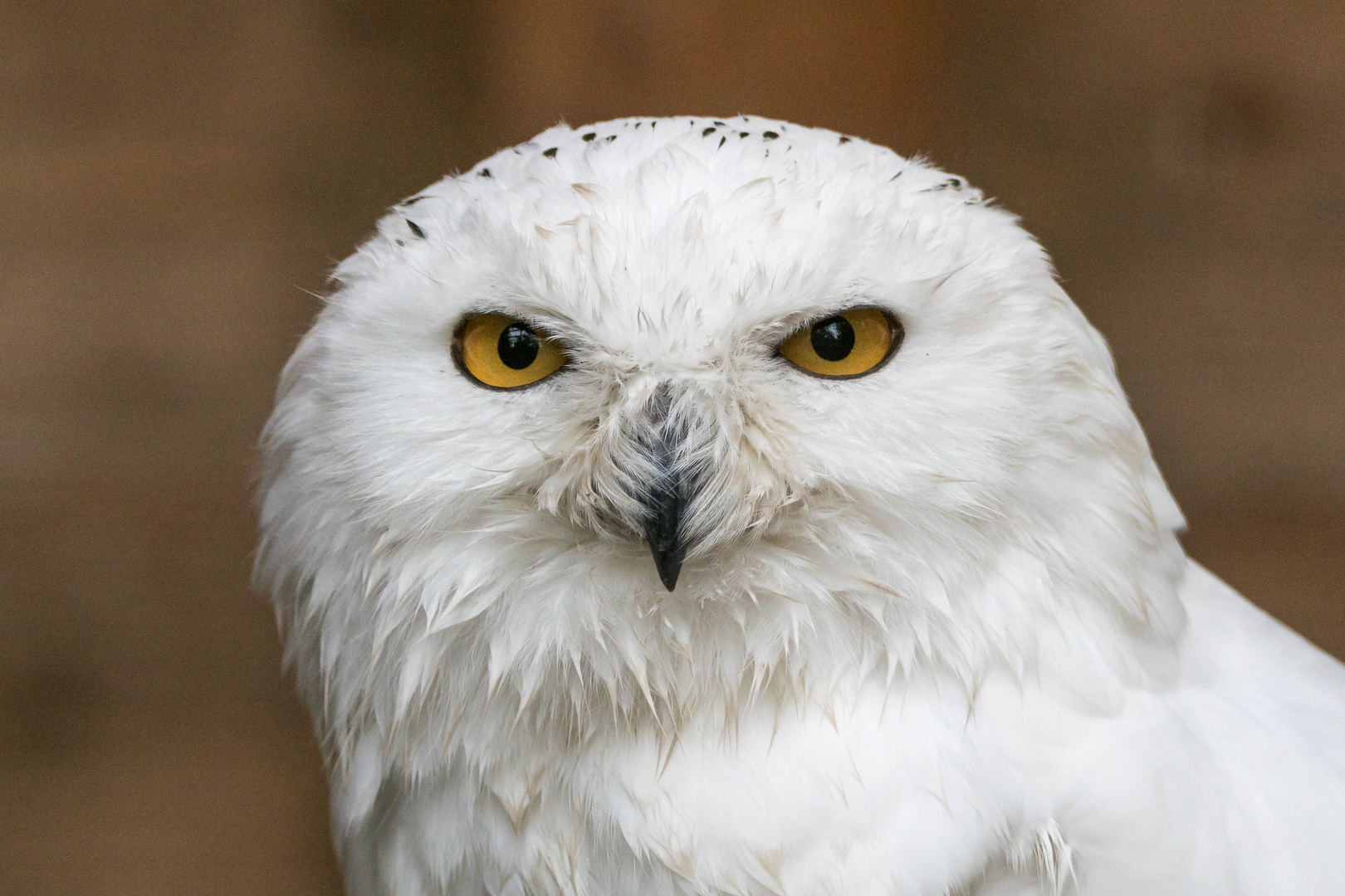 Portrait Schnee-Eule