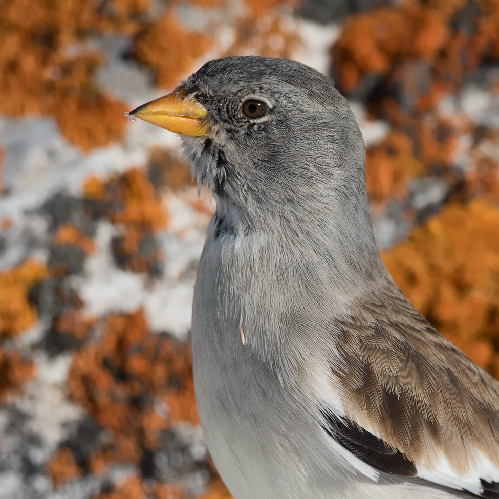 Portrait Schneesperling