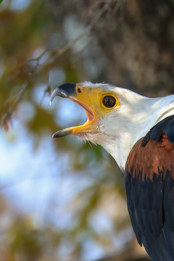 Portrait Schrei Seeadler