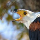 Portrait Schrei Seeadler