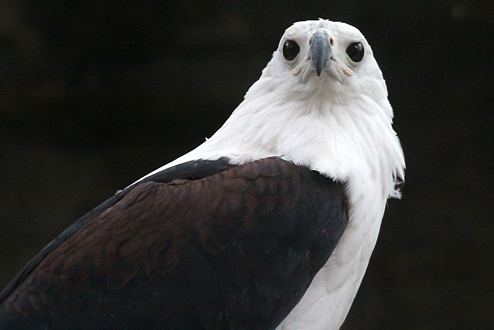 Portrait Schreiseeadler