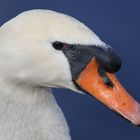 Portrait Schwan