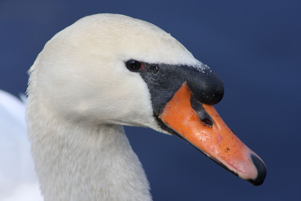 Portrait Schwan