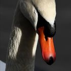 Portrait Schwan