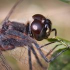 portrait schwarze heidelibelle