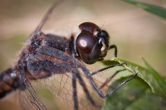 portrait schwarze heidelibelle