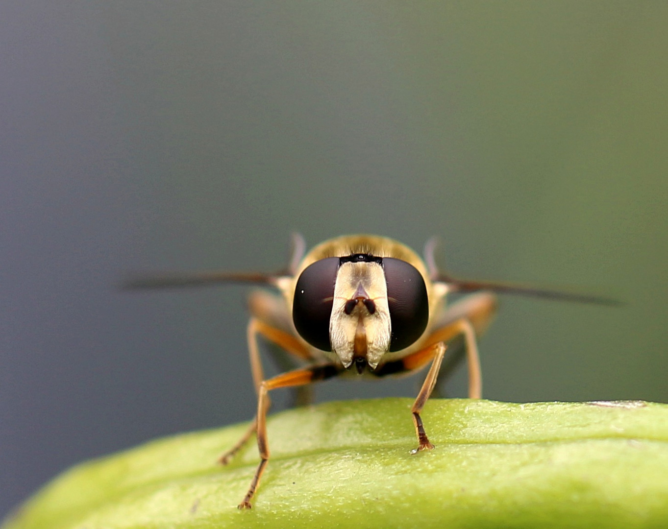 Portrait: Schwebfliege ...