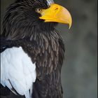 Portrait Seeadler