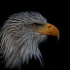 Portrait Seeadler