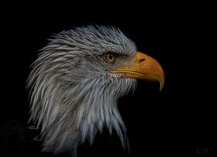 Portrait Seeadler