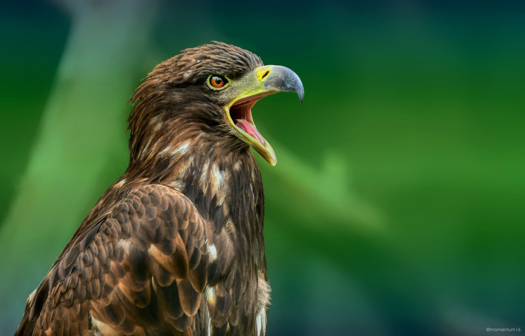 Portrait Seeadler-Weibchen